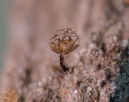 Attēlu rezultāti vaicājumam “Cribraria aurantiaca var. persoonii”