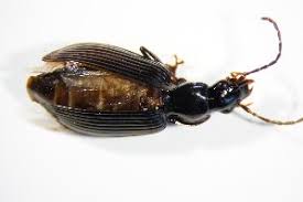 Attēlu rezultāti vaicājumam “Limodromus assimilis”