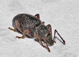 Attēlu rezultāti vaicājumam “Curculionidae”