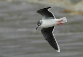 Attēlu rezultāti vaicājumam “Larus minutus adult”