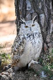 Attēlu rezultāti vaicājumam “Bubo bubo”