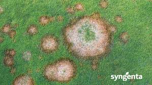 Attēlu rezultāti vaicājumam “Philonotis marchica sporophyte”