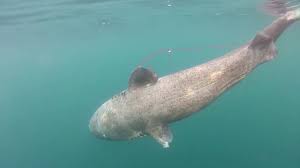 Image result for Somniosus microcephalus