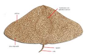 Image result for Gymnura altavela