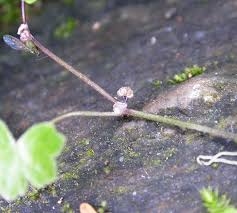 Attēlu rezultāti vaicājumam “Hydrocotyle vulgaris bud”