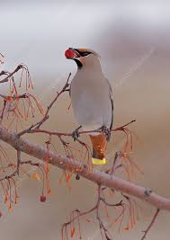 Attēlu rezultāti vaicājumam “Bombycilla garrulus adult”