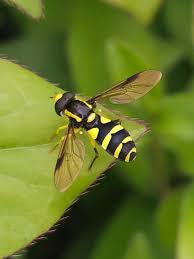 Attēlu rezultāti vaicājumam “Xanthogramma sp.”