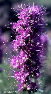 Attēlu rezultāti vaicājumam “Trichia alpina sessile”