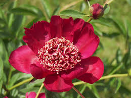 Attēlu rezultāti vaicājumam “Paeonia lactiflora flower”
