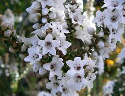 Attēlu rezultāti vaicājumam “Ericaceae”