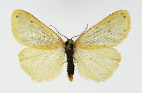 Attēlu rezultāti vaicājumam “Setina irrorella”