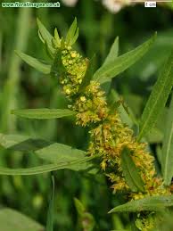 Attēlu rezultāti vaicājumam “Rumex maritimus”