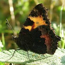 Attēlu rezultāti vaicājumam “Aglais urticae upperside”