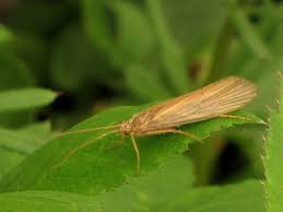 Attēlu rezultāti vaicājumam “Phryganeidae”