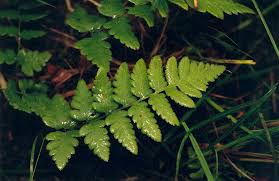 Attēlu rezultāti vaicājumam “Dryopteris cristata”