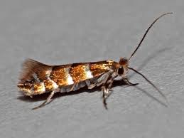 Attēlu rezultāti vaicājumam “Phyllonorycter nicellii”