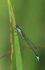 Attēlu rezultāti vaicājumam “Lestes sponsa”