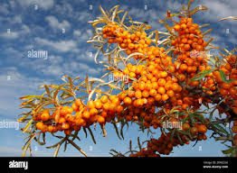 Attēlu rezultāti vaicājumam “Hippophae rhamnoides fruit”