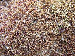 Attēlu rezultāti vaicājumam “Sphagnum magellanicum”