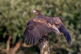 Image result for Haliaeetus albicilla