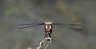 Attēlu rezultāti vaicājumam “Libellula depressa male”