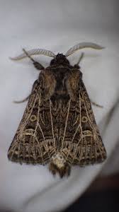 Attēlu rezultāti vaicājumam “Tholera decimalis male”