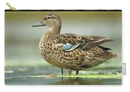 Image result for Anas discors