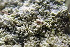 Attēlu rezultāti vaicājumam “Pertusaria coccodes”