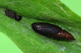 Attēlu rezultāti vaicājumam “Celypha siderana”