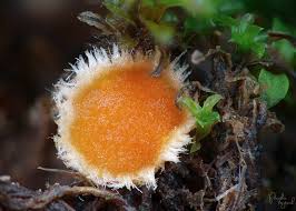 Attēlu rezultāti vaicājumam “Lamprospora tortulae-ruralis”