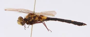 Attēlu rezultāti vaicājumam “Leucorrhinia dubia male”