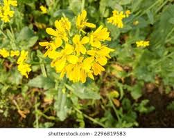 Attēlu rezultāti vaicājumam “Sinapis arvensis leaf”