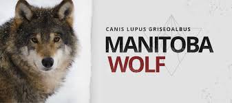 Attēlu rezultāti vaicājumam “Canis lupus”