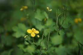 Attēlu rezultāti vaicājumam “Chelidonium majus bud”