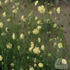 Image result for Scabiosa ochroleuca