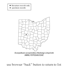 Attēlu rezultāti vaicājumam “Scorpidium scorpioides”