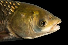 Image result for Ctenopharyngodon idella