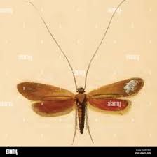 Attēlu rezultāti vaicājumam “Cauchas rufimitrella”