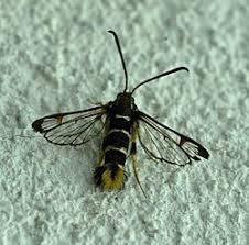 Attēlu rezultāti vaicājumam “Aphodius subterraneus imago”