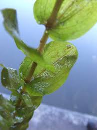 Attēlu rezultāti vaicājumam “Potamogeton perfoliatus”