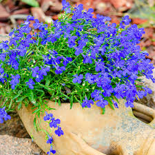 Image result for Lobelien