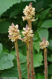 Attēlu rezultāti vaicājumam “Orobanche reticulata”