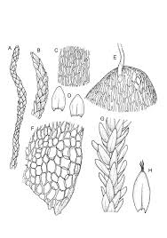 Attēlu rezultāti vaicājumam “Straminergon stramineum”