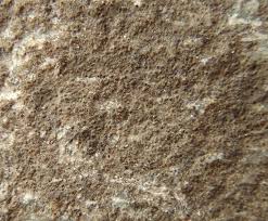 Attēlu rezultāti vaicājumam “Verrucaria hydrela”