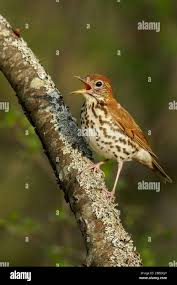 Image result for Hylocichla mustelina