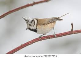 Attēlu rezultāti vaicājumam “Lophophanes cristatus adult”