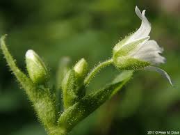 Attēlu rezultāti vaicājumam “Craterium aureonucleatum stalked”