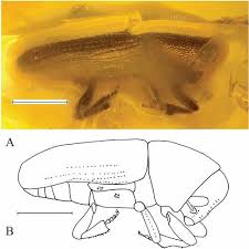 Attēlu rezultāti vaicājumam “Hylastes sp.”