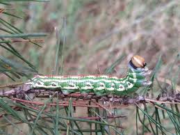 Attēlu rezultāti vaicājumam “Sphinx pinastri”