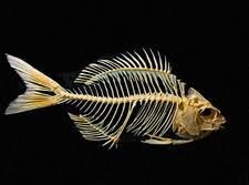 Image result for Archosargus probatocephalus